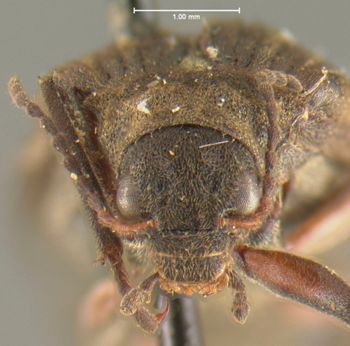 Media type: image;   Entomology 35447 Aspect: head frontal view